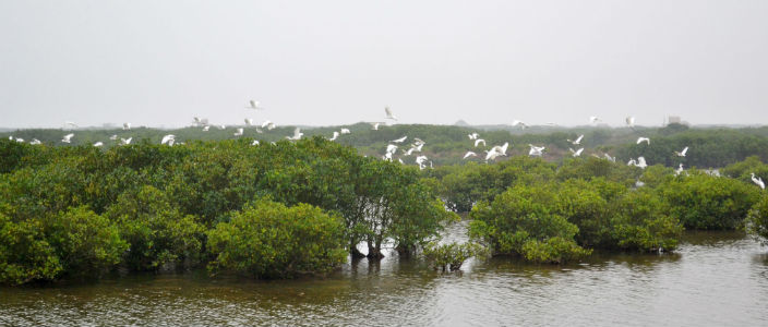 mangroves_and_migratory_birds